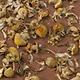 Organic Chamomile