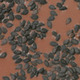 Black Sesame