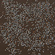 Organic Poppy Seeds