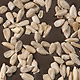 Sunflower Seeds