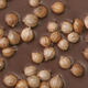 Coriander